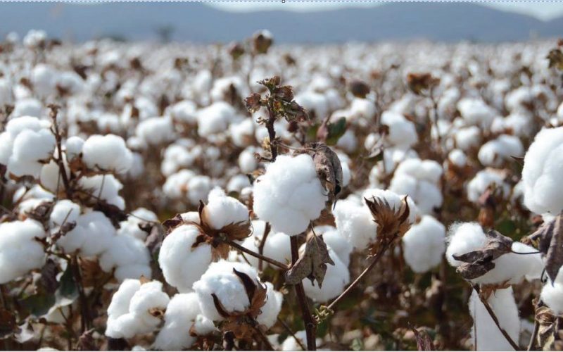 والي القضارف يبحث معوقات زراعة القطن