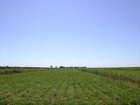 وزير الزراعة يعلن توفير التقاوي لصغار المزارعين