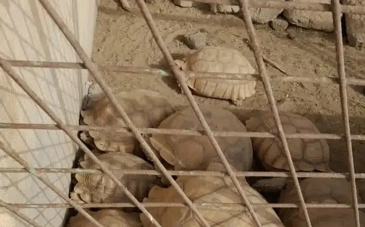 ضبط شبكة إجرامية متخصصة في بيع السلاحف البرية بسنكات