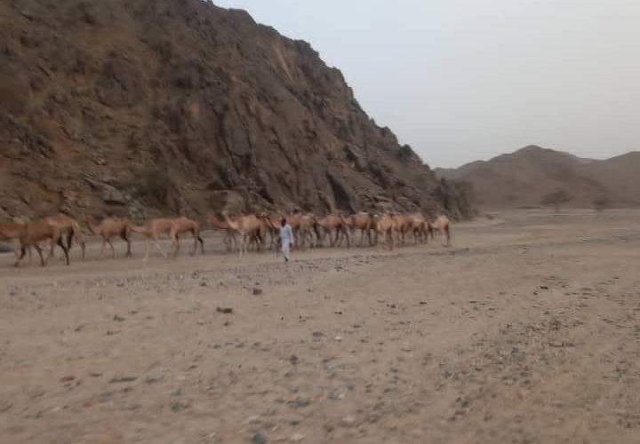 إحباط محاولة تهريب إبل إلى خارج السودان