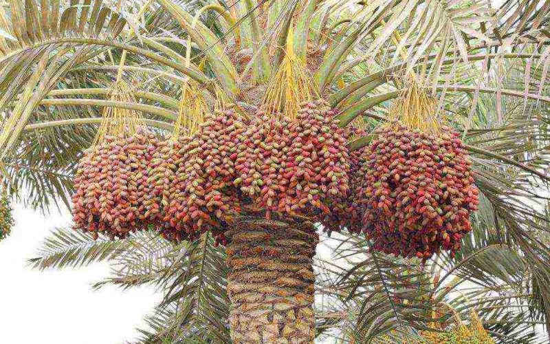 انطلاق فعاليات المهرجان الدولي الرابع للتمور