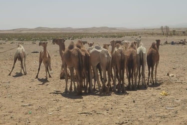 مكافحة التهريب ولاية البحر الأحمر تحبط تهريب (20) رأس من الإبل