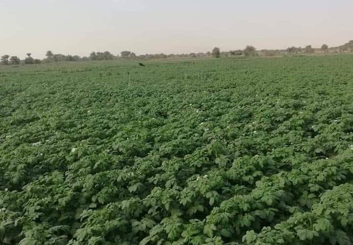 البشرى يُشدِّد على الالتزام  بالحزم التّقنيّة  والتقاوي المحسّنة