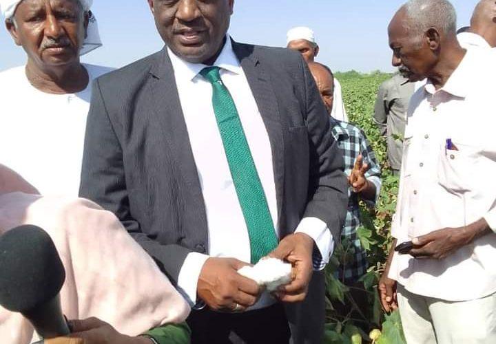 حصاد “42” ألف فدانا، قُطن بالجزيرة  قريبا