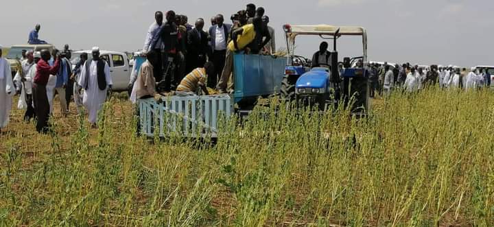 بدء حصاد ” 800″ ألف فدانا سمسم بكسلا