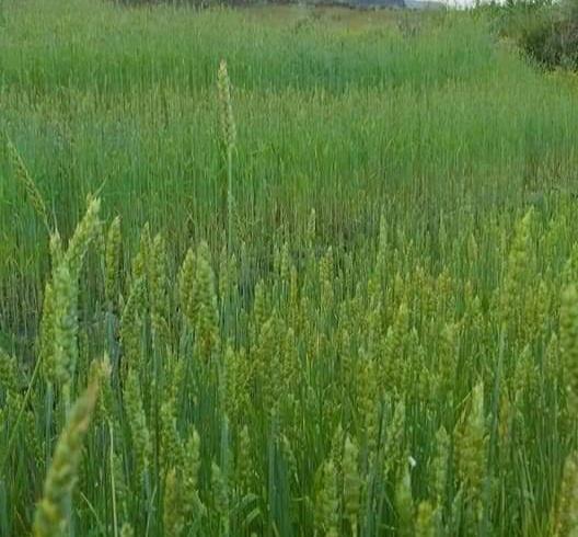 حذروا بالتوقف مزارعون  بالجزيرة  ما دفع من استحقاق للقمح  لايمثل الا “3%” فقط