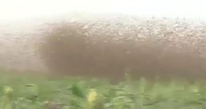 الطيور تقضي على مشاريع زراعية بابوجبيهة ومطالب بالتدخل