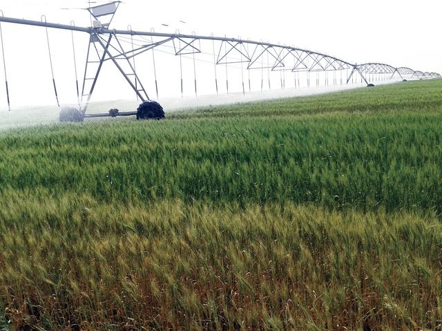 محفظة لتمويل زراعة مليون فدان قمح بالسودان