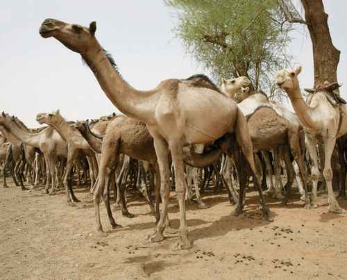 إحباط تهريب ” سيانيد” و”ابل”  بولاية البحر الاحمر