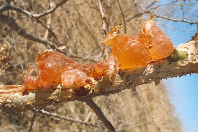 اتفاق بين مجلس الصمغ العربي وشركة سافنا لتصنيع الصمغ