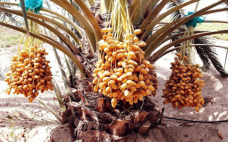 والنخل باسقات