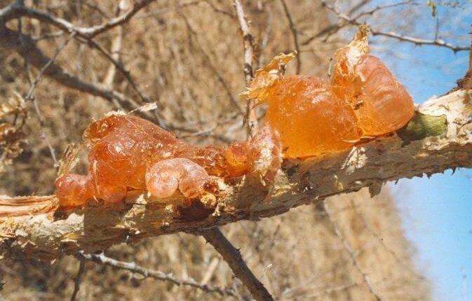 الصمغ العربي الوضع الراهن والتحديات