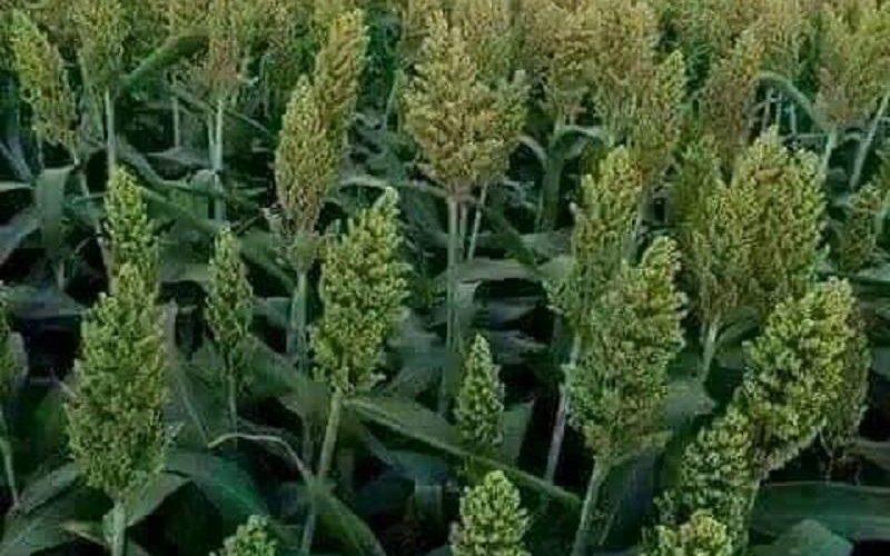 مسؤول يحذِّر من مخاطر  المعونات الخارجية