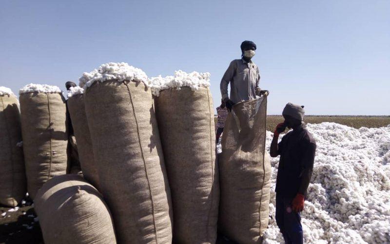 شركة السودان للأقطان: السعر التعاقدي لموسم القطن 45 ألف جنيها