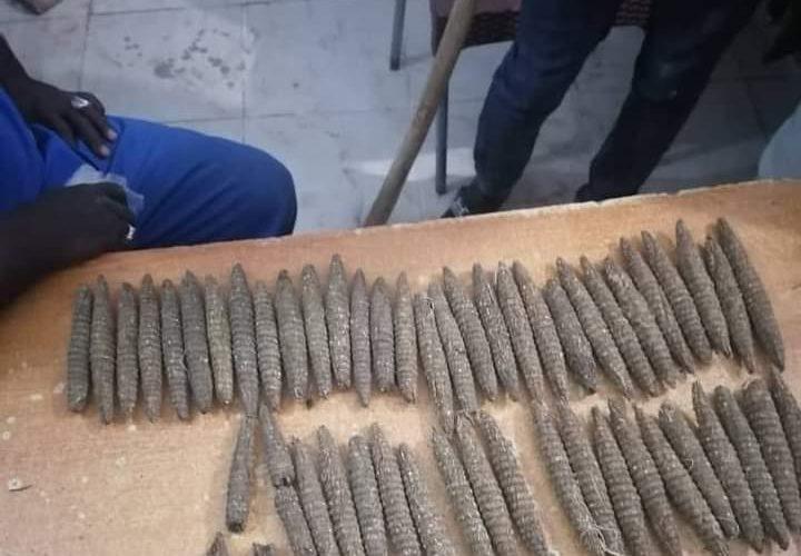 يستغلون مواتر .. القبض على أخطر مروجي الحشيش بالدمازين