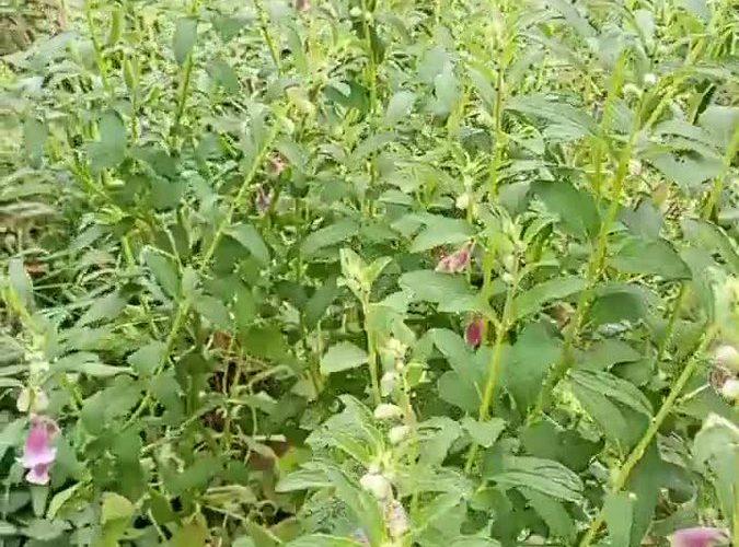 باحثه سودانية تخترع  محسن جديد لجودة الخبز