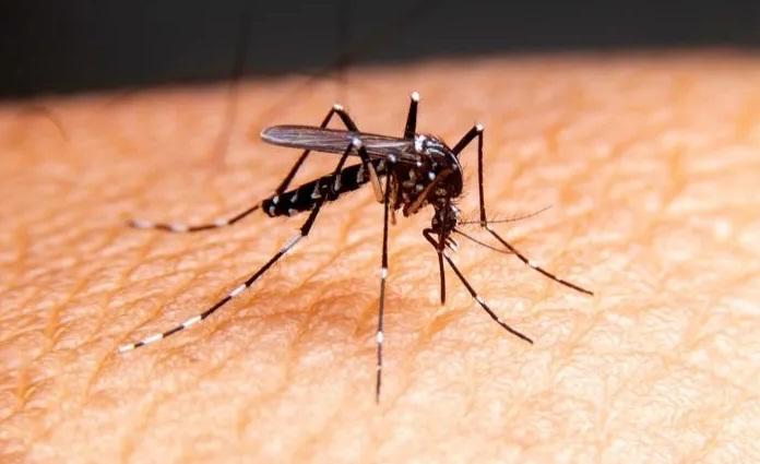 مسؤول لـ(اليوم التالي): (17) حالة وافدة بحمى ضنك تم عزلها بالخرطوم