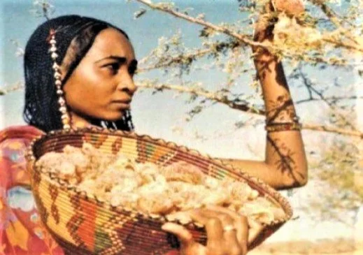 تغيرات المناخ بالسودان تهدد صناعة “الكوكا كولا” بالعالم