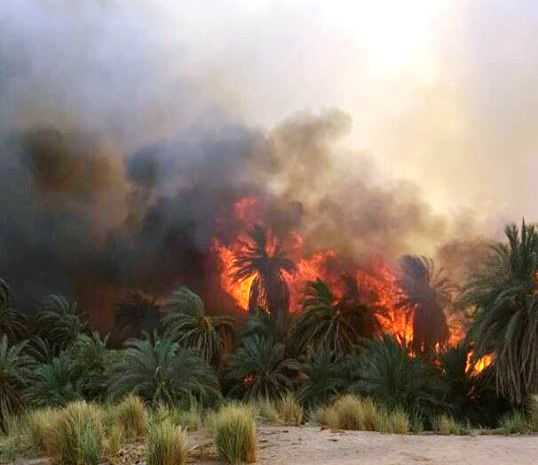 حريق يلتهم حوالي (٧٠) نخلة بقرية ناوا بوحدة دنقلا العجوز