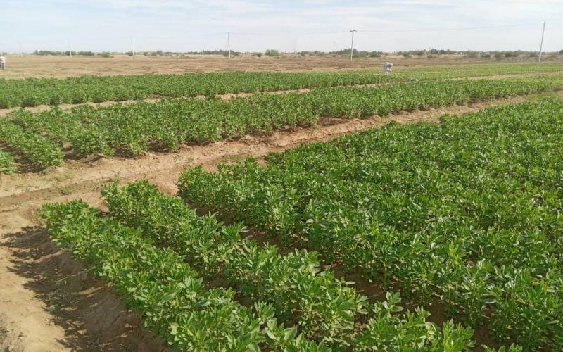 زراعة أكثر من 54 ألف فدان قمح و56 ألف فدان فول بالشمالية