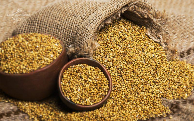 الأمم المتحدة: 2023، السنه الدولية “للدخن”