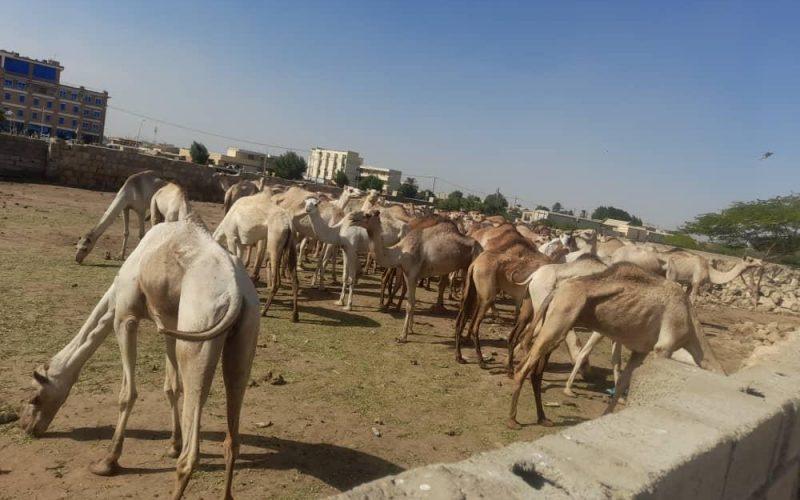 مكافحة التهريب تحبط   تهريب ( 76)  رأساً من الإبل لدولة مجاورة