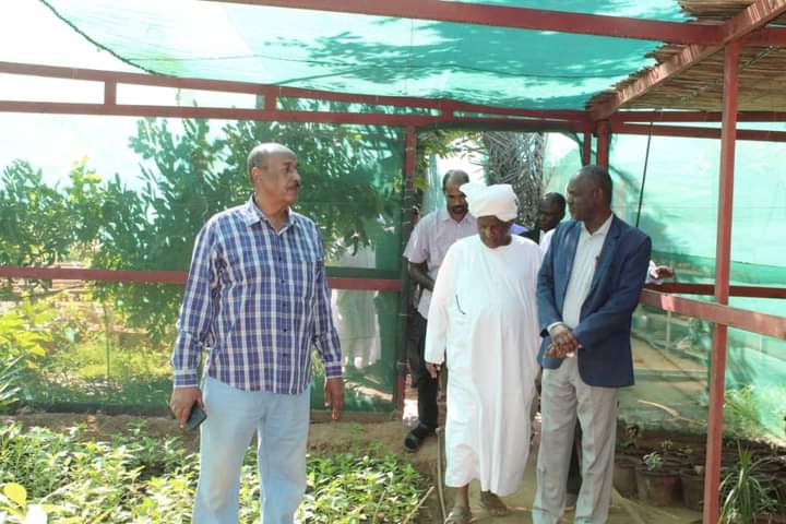 نجاح تجربة زراعة القطن الصيني بوادي سوبا