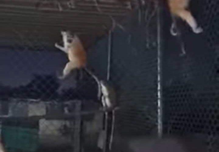 إحباط محاولة تهريب قرود  بالسودان