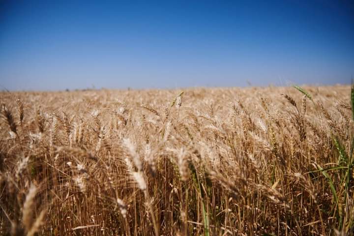 مهددات تواجه الموسم الشتوي بالجزيرة