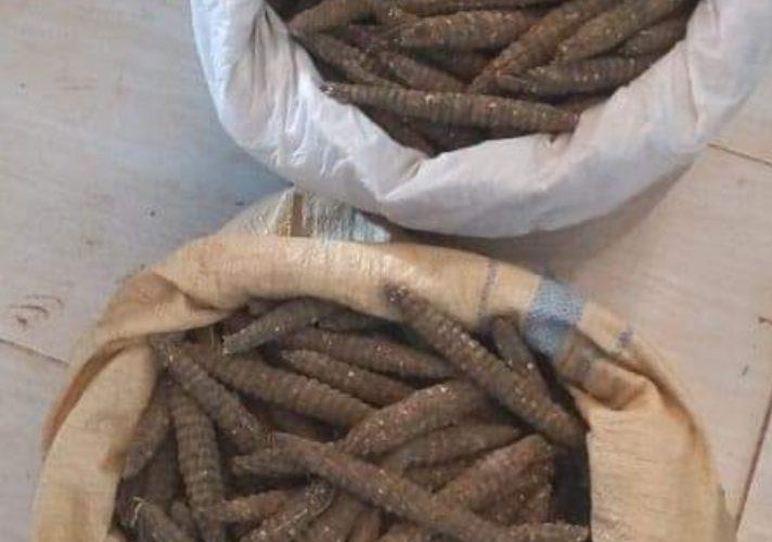 مكافحة المخدرات تضبط “آيس” و”حشيش إثيوبي”  بالقضارف