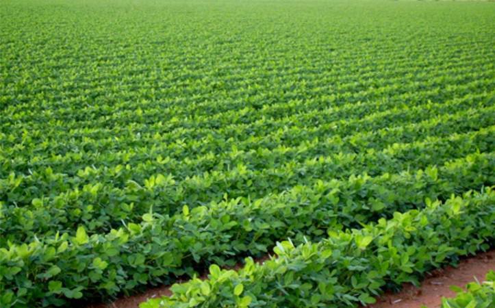 المزروعي :مساع لإنشاء  صندوق قروض لتمويل صغار ومتوسطي المزارعين