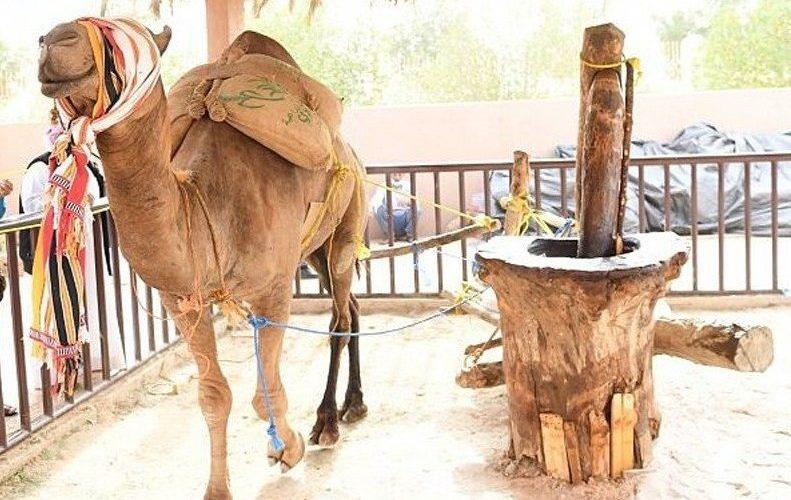 الطرحة 12 رطلاً.. عصارة الزيت.. النسخة التقليدية تسترد مكانتها داخل المدن..