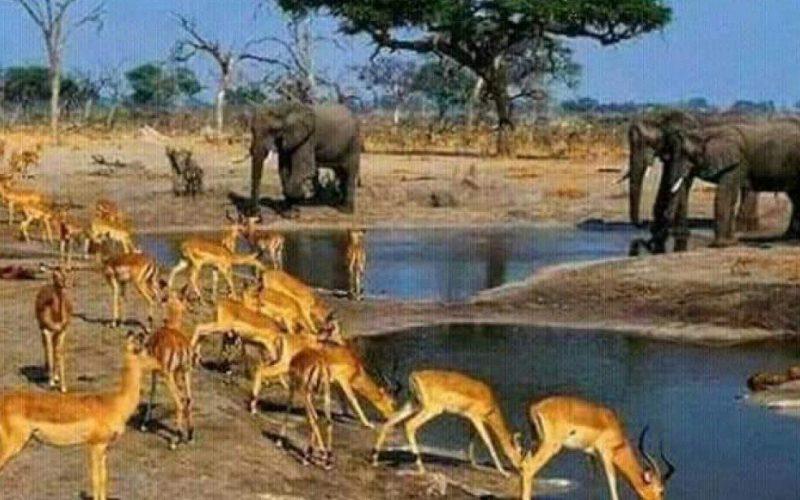 حكومة النيل الأزرق تطالب بجسم للإقليم داخل محمية الدندر