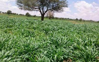 شمال دارفور.. الموسم الزراعي والرعوي إنجازات آنية وحلول مستقبلية 