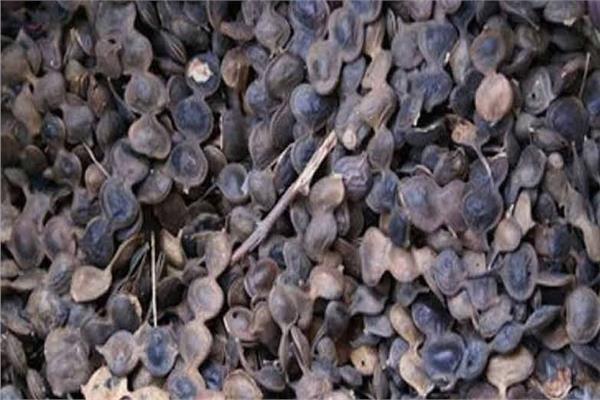 يطرد العارض ويعالج الالتهاب.. القرض..”ثمرة السنط” صيدلية سحرية..