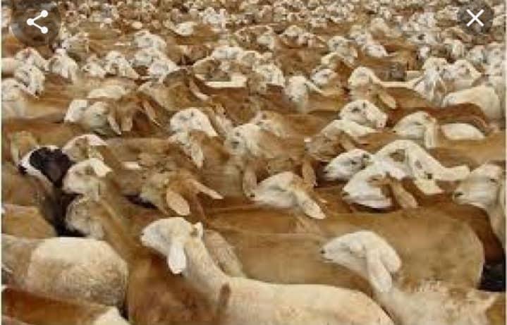 إجراءات اتحادية لدعم صادرات البلاد من الثروة الحيوانية