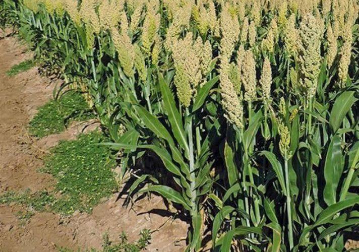 التجارة توافق على فتح الصادر لمحصول الذرة