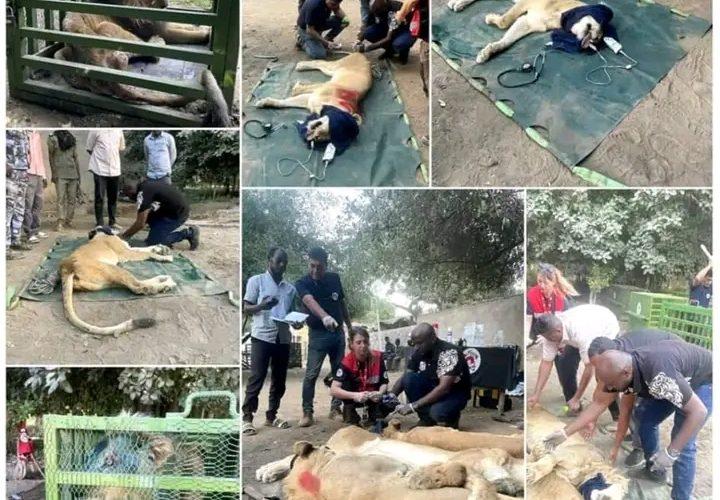 السودان : اجلاء حيوانات برية   الى المملكة الاردنية الهاشمية للعلاج