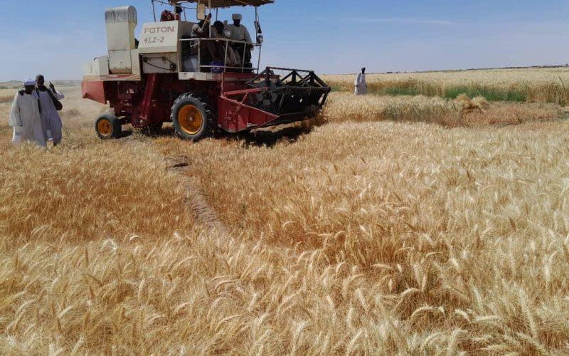 نهرالنيل:بداية عمليات حصاد القمح بمحلية البحيرة 