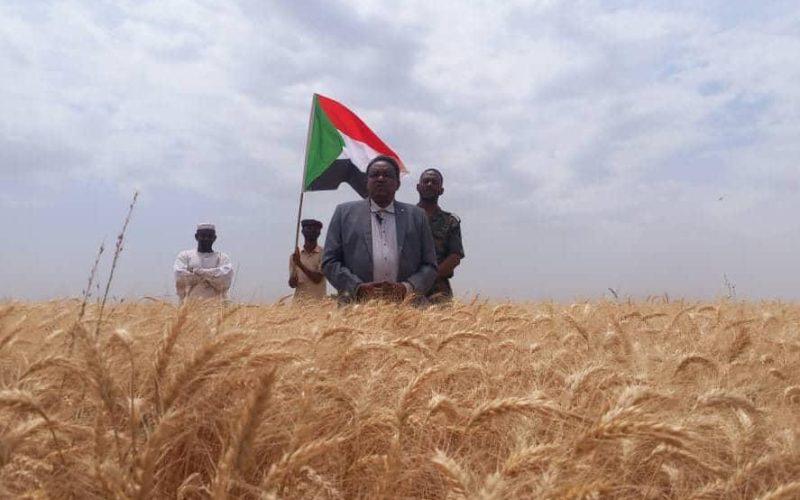 تدشين حصاد محصول القمح بمشروع الجزيرة في مساحة220 ألف فدانا 