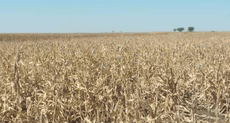 تدشين عمليات حصاد القمح بمشروع الجزيرة