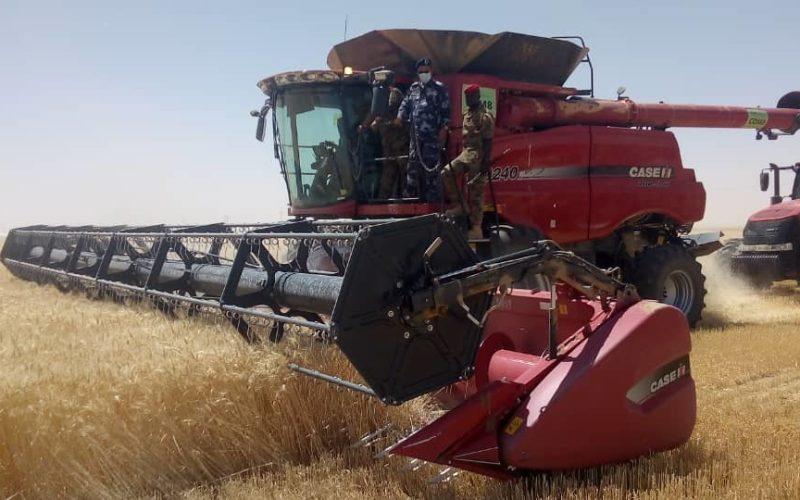 استمرار عمليات حصاد القمح بالولاية بالشمالية
