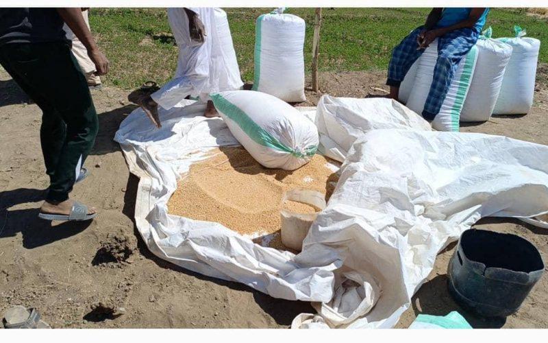 بدء عمليات حصاد القمح بمشروع البرقيق الزراعي