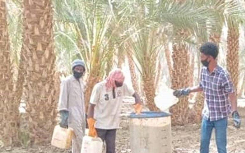 تواصل حملة مكافحة الحشرة القشرية الخضراء بمحلية البرقيق