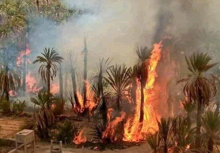 حريق ضخم يقضي على كميات كبيرة من النخيل بالولاية الشمالية