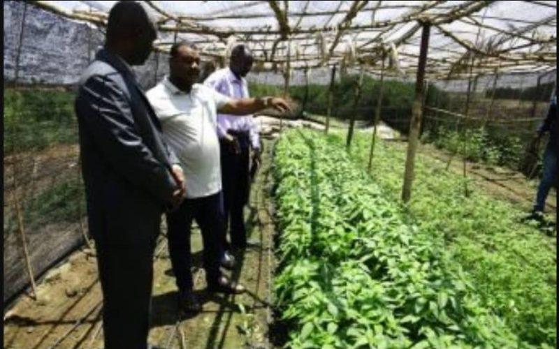 مسؤول بالخرطوم: مشاريع زراعية بالولاية خرجت من دائرة الإنتاج