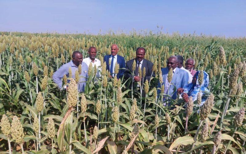 وزير الزراعة والغابات في جولة لمشاريع حلفا الزراعية وولاية كسلا حلفا