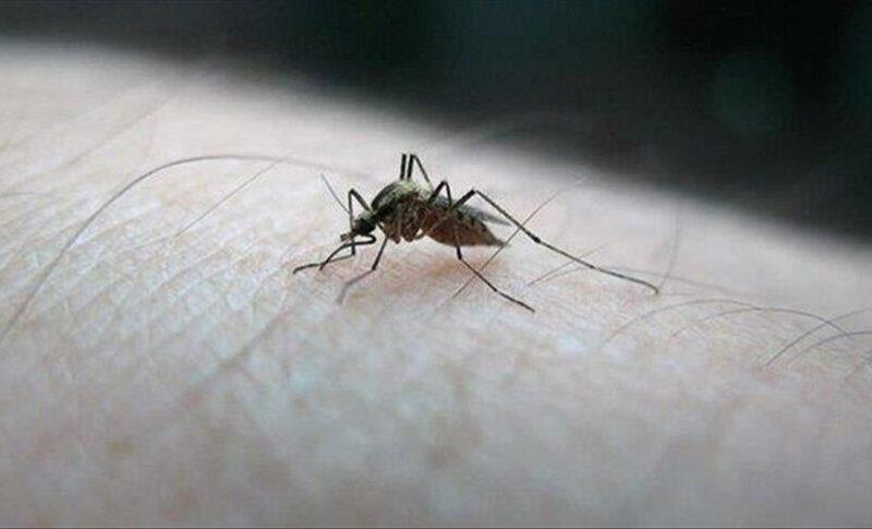 ارتفاع الاصابات بحمى الضنك لأكثر من 7 الآف حالة في السودان