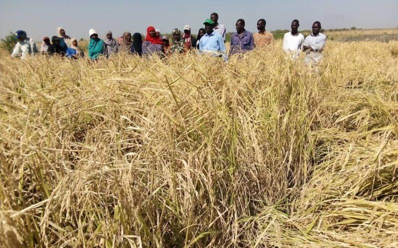 انتاج أصناف جديدة لمحصول الأرز الهوائي والمغمور بمحطة البحوث الزراعية بالنيل الأبيض
