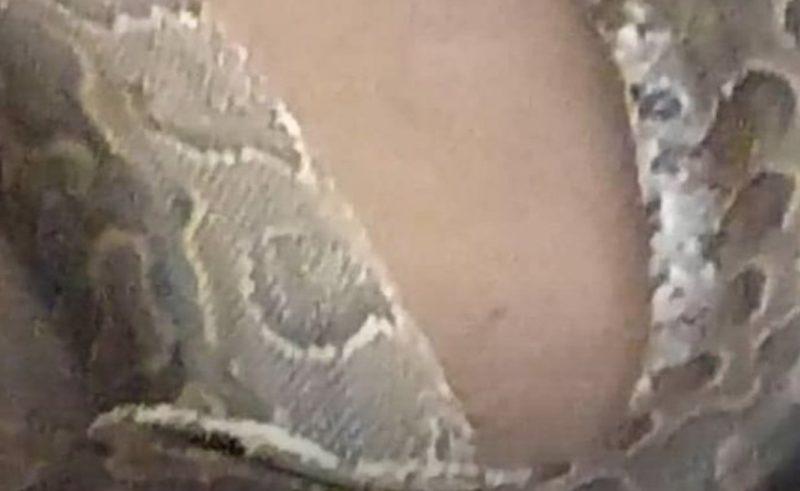 ظهور ثعابين ضخمة من نوع “الأصلة” العملاقة في مياه النيل شمال السودان